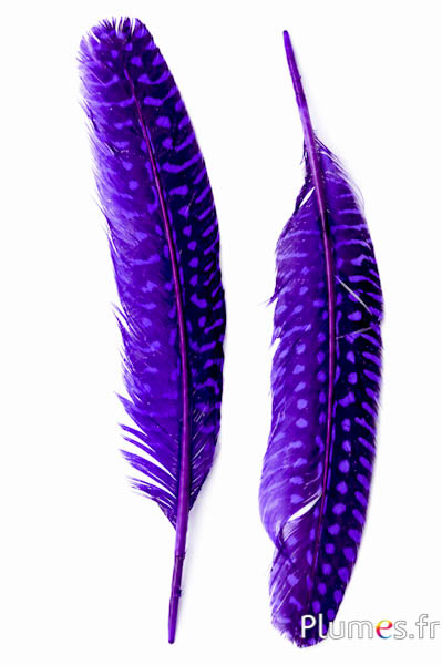 Faraona - 16-20 cm - viola